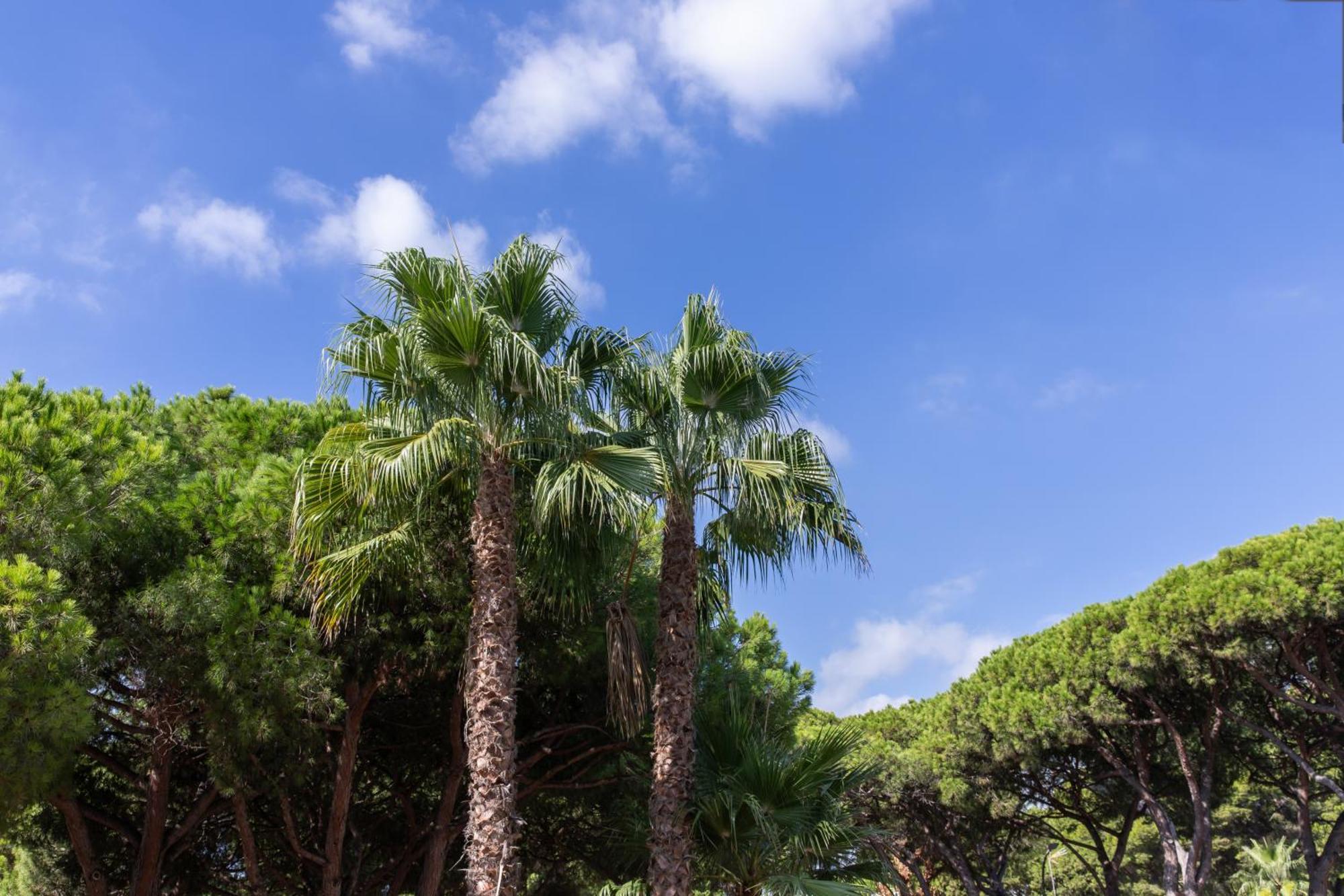 Aparthotel Las Palmeras Castelldefels Ngoại thất bức ảnh